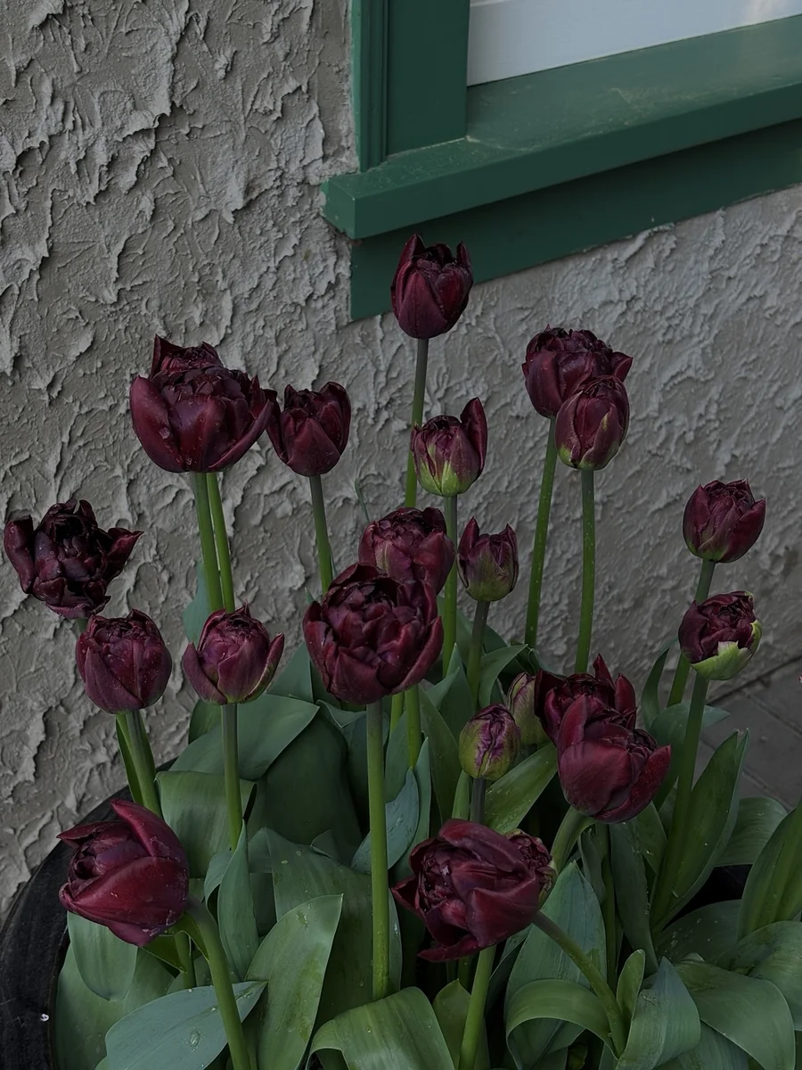 Deep bordeaux plum tulips in Victoria