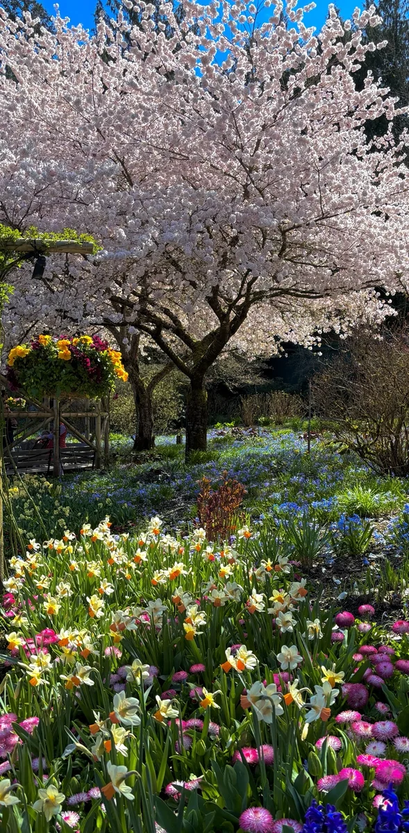 Spring garden in Victoria with cherry blossom and flowering beds