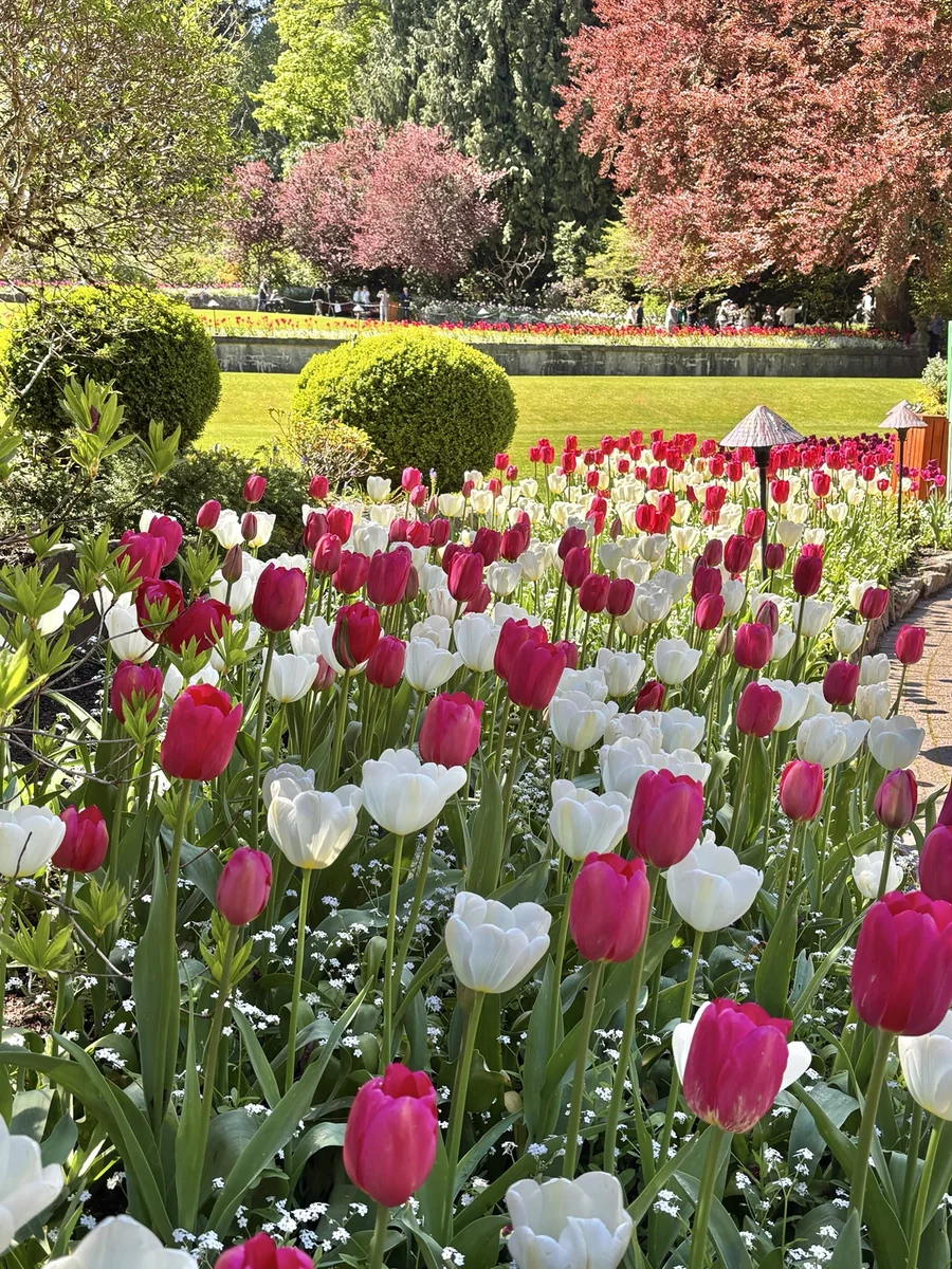 Red and white tulip garden in Victoria