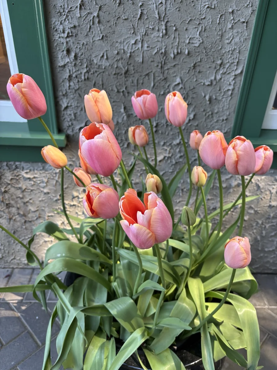 Soft pink and coral tulips in Victoria